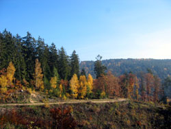 Forstwege
